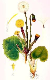 coltsfoot