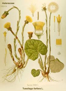 coltsfoot